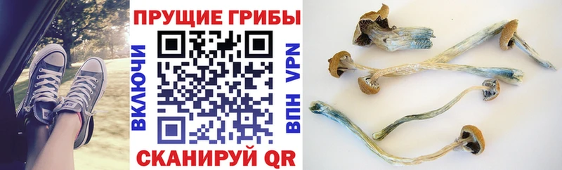 Галлюциногенные грибы Psilocybine cubensis  Обнинск 